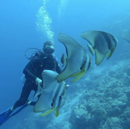 Bira Dive Centre (Bulukumba) - 2022 What to Know Before You Go (with ...