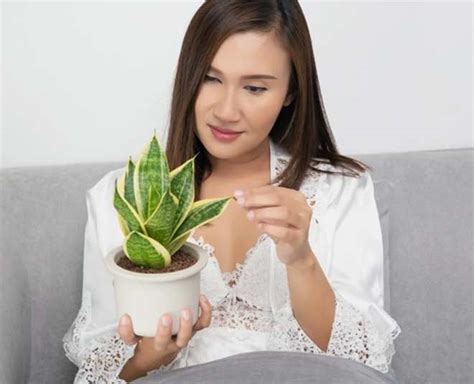 How To Cure Overwatered Snake Plant In Hindi | how to cure overwatered ...