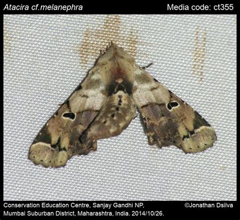 Atacira melanephra (Hampson, 1912) - | Moths