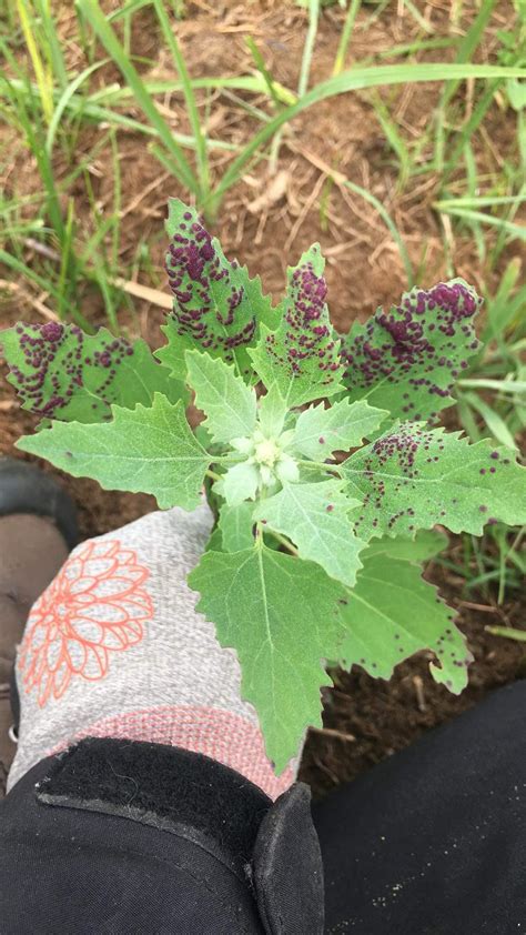 Purple Spots on Lamb’s Quarter? : r/plantclinic