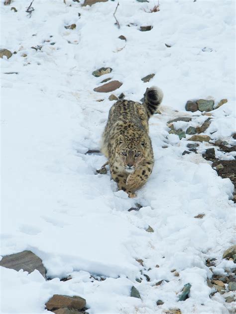 Hemis National Park: A safari guide’s tips on spotting snow leopards in ...