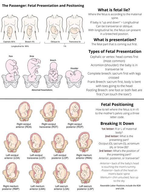Fetal Presentation and Positioning - If baby is "up and down ...