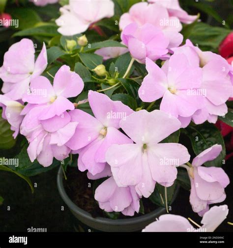 Pink impatiens plant hi-res stock photography and images - Alamy