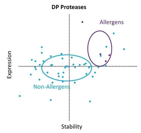 Proteases of Dermatophagoides pteronyssinus