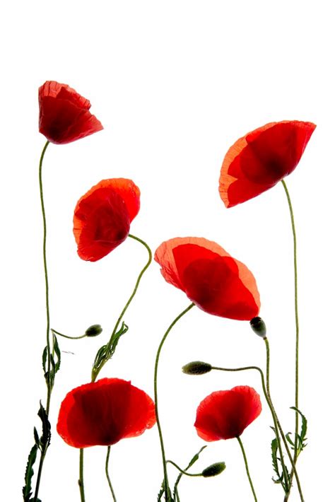 Poppy png Images - Free Download on Freepik