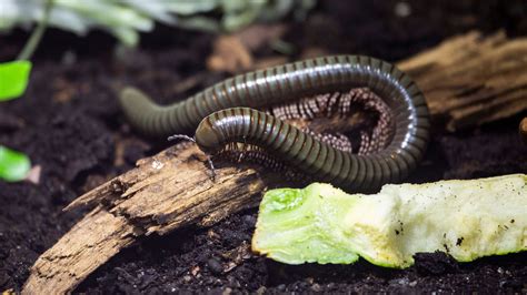 Giant African olive millipede - Korkeasaari