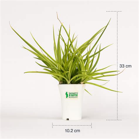 Buy Sansevieria Dancing Queen – Rare Snake Plant Online – Samarth ...