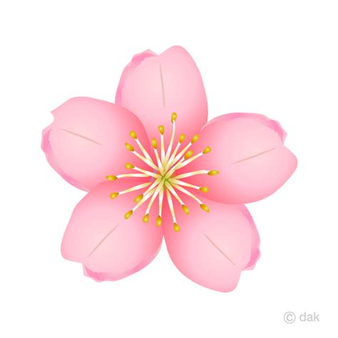 Cherry Blossom Flower Clip Art Free PNG Image｜Illustoon