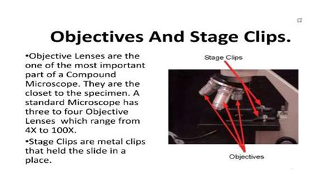 Compound Microscope Lab 的图像结果