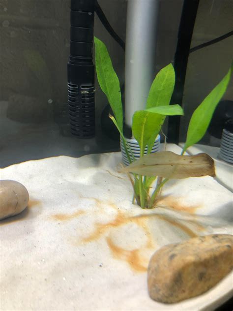 Image result for How to Glue Java Fern to Rocks