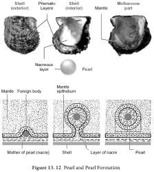 Pearl Culture - Zoology Optional Notes for UPSC PDF Download