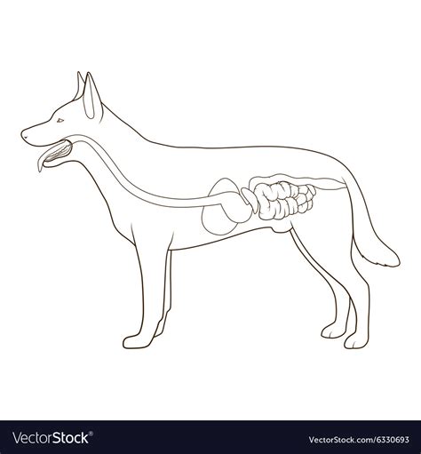 The Steps of a Dogs Digestive System 的图像结果