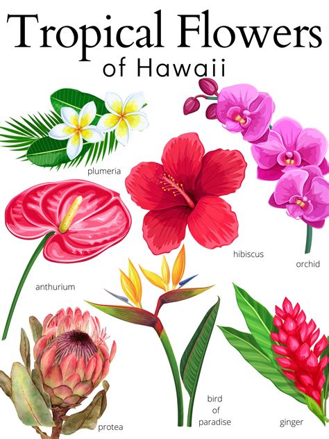 Hawaiian Flowers With Names Hawaiian Flowers | Top 26 Aloha State