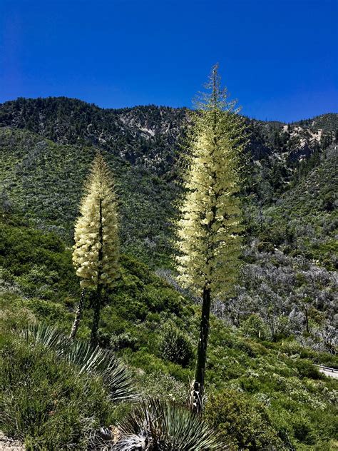 Chaparral Yucca (Hesperoyucca whipplei) off of the Angeles Crest Highway just past the Angeles ...