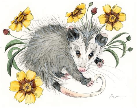 Print : Young Opossum in Marigolds Possum Wildlife Art, Rehab Animal ...
