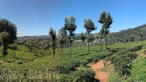 HIGHFIELD TEA FACTORY (2026) All You Need to Know BEFORE You Go (with ...