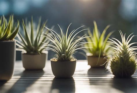 How to Grow Air Plants 的图像结果