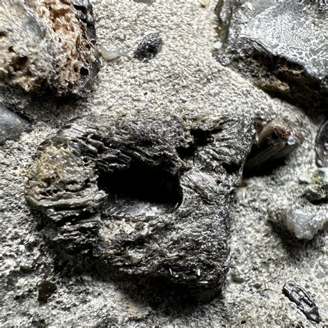 Fossil Bone Bed, Reptiles, Teeth & Coprolite Bed India | Ubuy