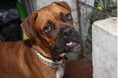 this is what my Puppy may look like when all grown up A Boxer and Bull Mastiff mix Called a