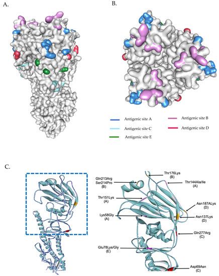 Molecular Characterization of Seasonal Influenza A and B from ...