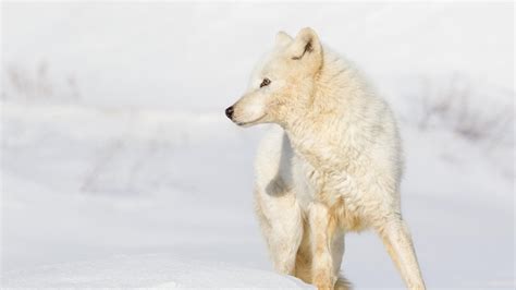 Arctic Wolves 的图像结果