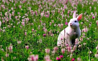 Image result for Animated White Bunny