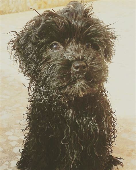 Black Maltipoo Dog Sitting on Stone Floor