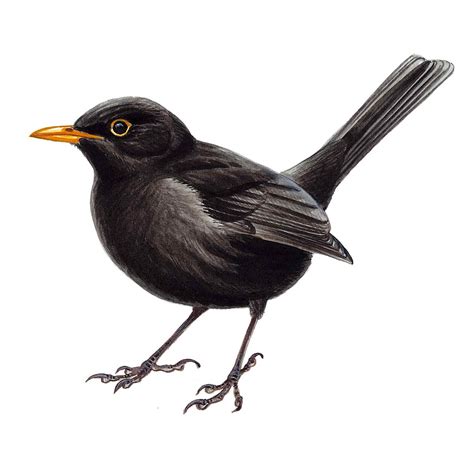 Garden birds window stickers - Window bird feeders