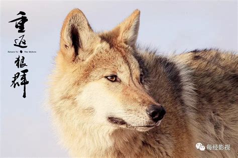 《重返·狼群》已成世界电影奇迹 【影视评论】-凯迪社区