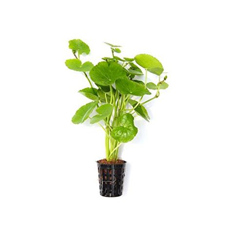 Feather Plants Aquarium Live Plants Hydrocotyle Leucocephala : Amazon ...