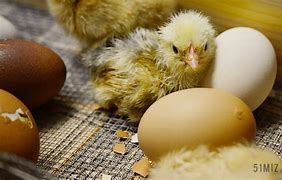 Image result for chicken feathers 小鸡羽毛