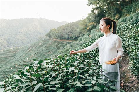 湖南保靖：助农采茶-人民图片网