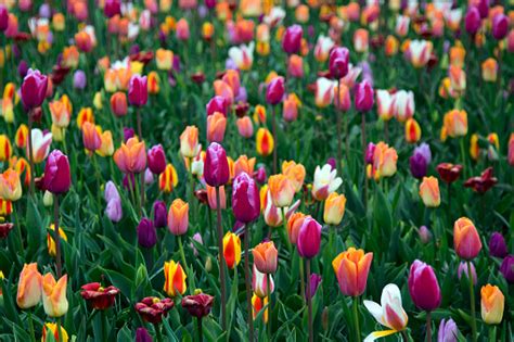 Image result for Spring Flower Nail Tutorials
