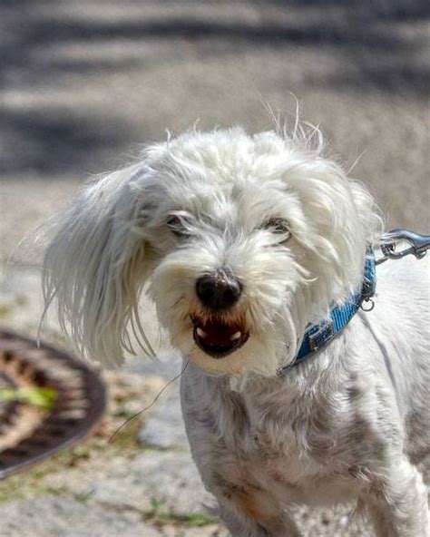 Image result for Cockapoo Dog Barking