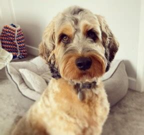 Image result for Cockapoo Rescue Dogs