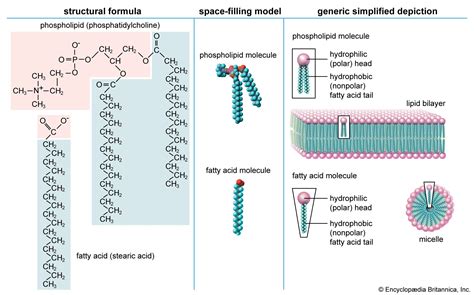 Lipid - Membrane, Structure, Function | Britannica