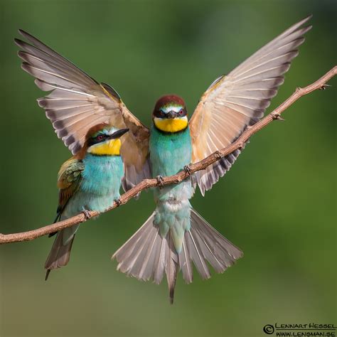 Image result for European Bee-eater Flying Back View