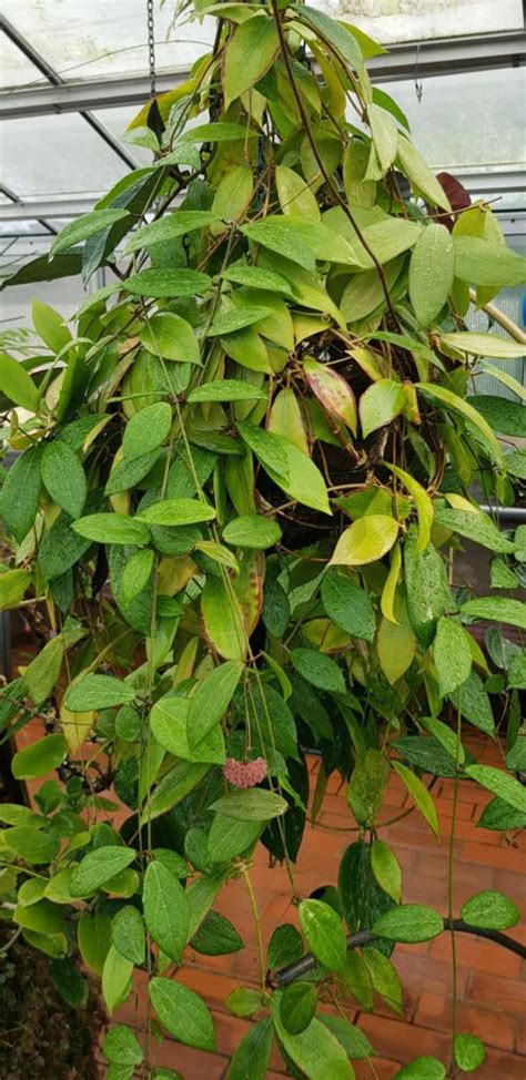 Hoya diptera | Royal Botanic Garden Sydney