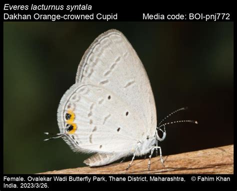 Everes lacturnus syntala | Butterfly