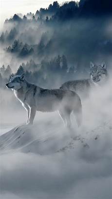 Iphone X Wallpaper Wolf by Wolf Wallpaper For Iphone X 8 7 6 Free On Iphone X Wallpaper Wolf