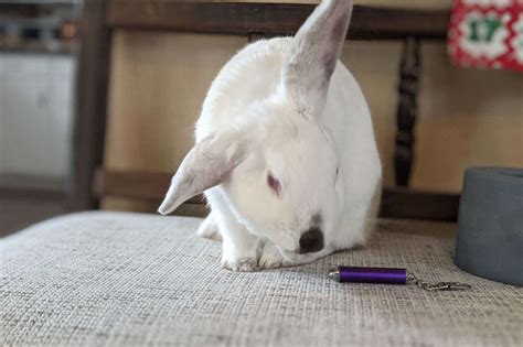 7 Factors Affecting Rabbit Life Expectancy - Every Bunny Welcome