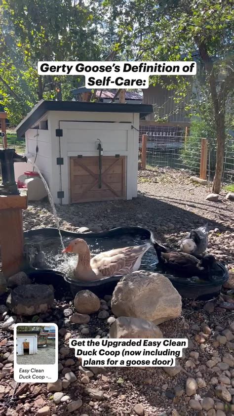 How to Drain and Clean Your Duck Pond | Backyard Farming