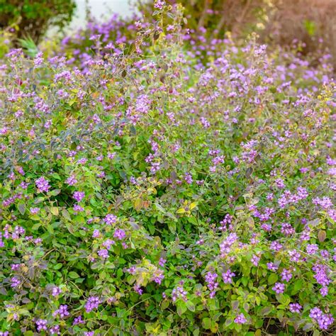 Purple Trailing Lantana | Plants Express