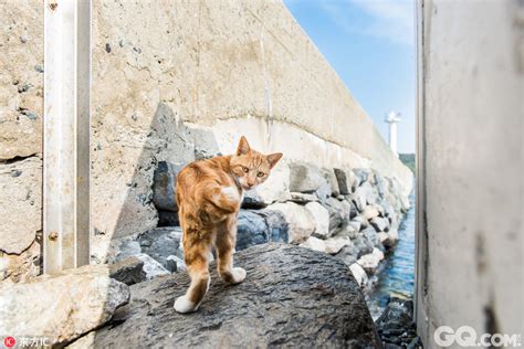 日本有一个猫岛叫田代，岛上的居民把猫咪视为神明 - 知乎