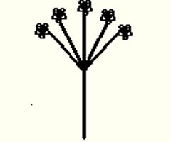 Plant Taxonomy Exam 3 Flashcards | Quizlet