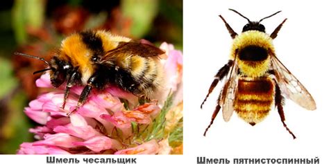Шмель: описание с фото, образ жизни, виды шмелей