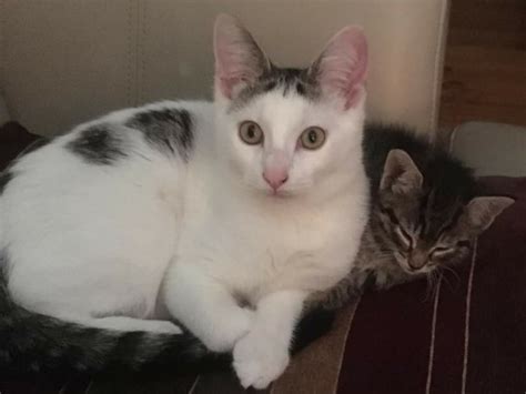 26 huggable pets you can adopt this weekend on Staten Island: Nov. 24 ...