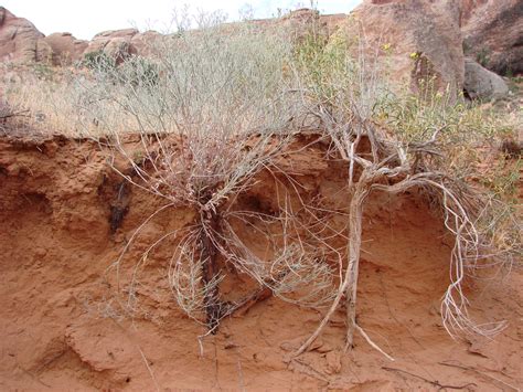 Sagebrush Archives - Wild About Utah