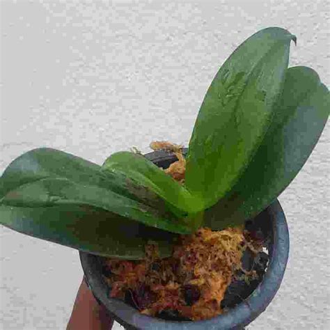 Phalaenopsis equestris fma. alba sp. – EXOTICA ORCHIDS