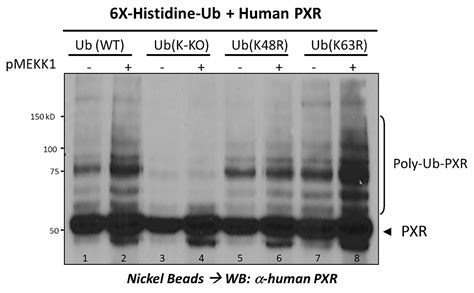 The Interface between Cell Signaling Pathways and Pregnane X Receptor